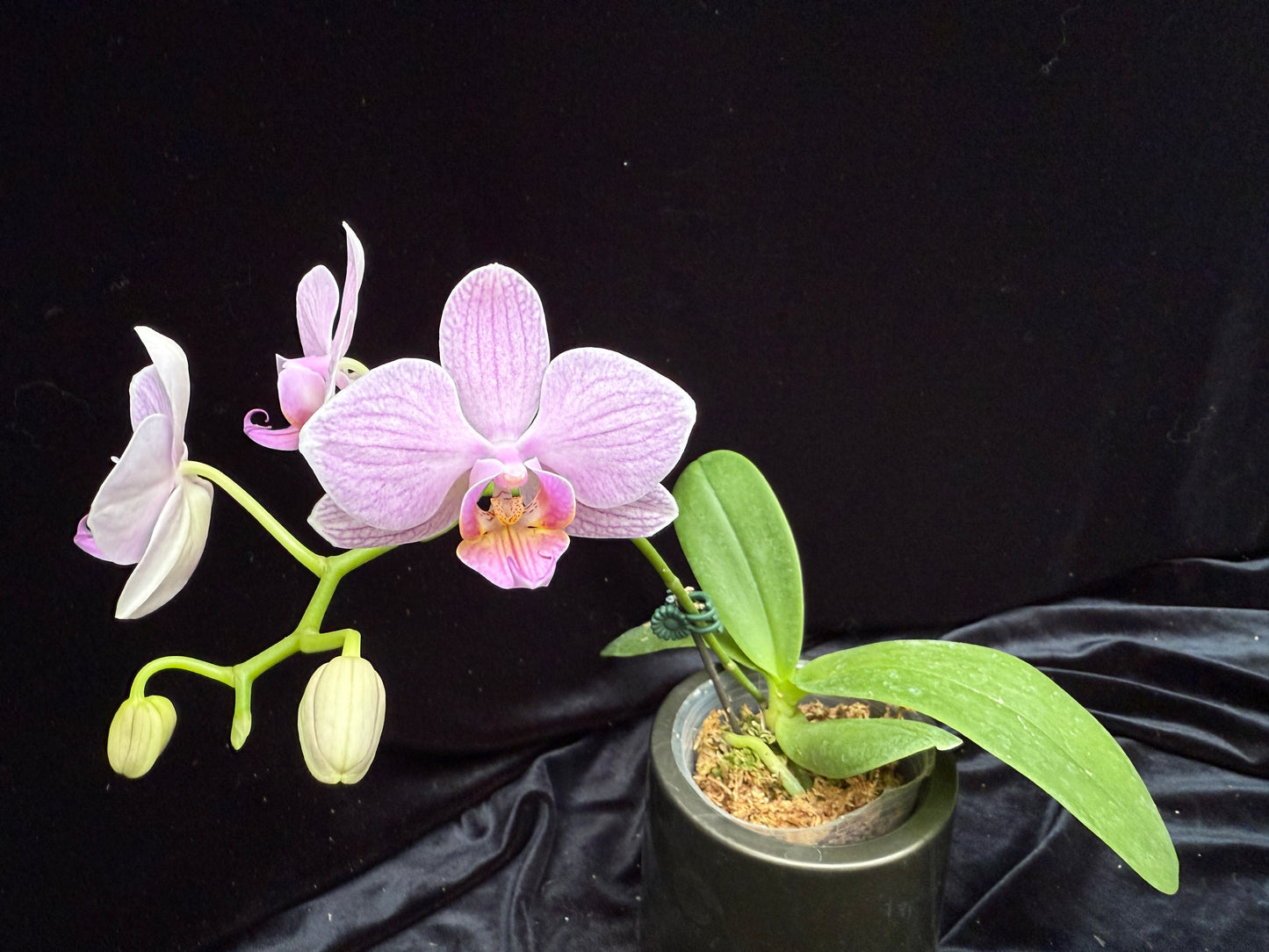 Phalaenopsis Sogo Vivien 'Blue' x SWR Stuart 250214-25-2 Flowering