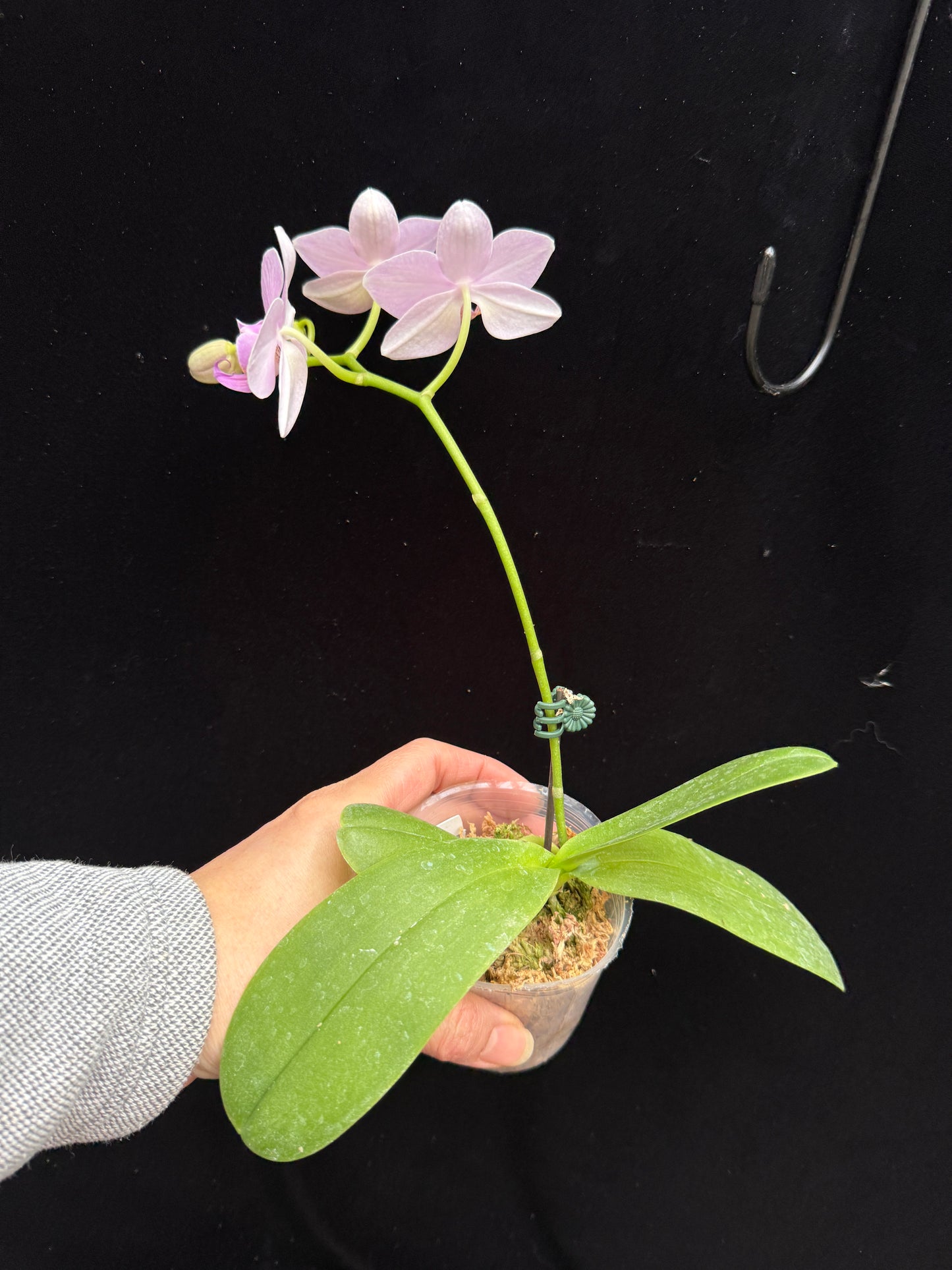 Phalaenopsis Sogo Vivien 'Blue' x SWR Stuart 250214-25-2 Flowering