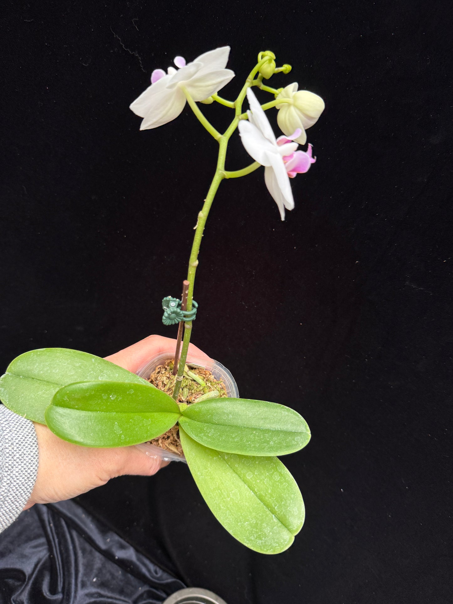 Phalaenopsis Sogo Vivien 'Blue' x SWR Stuart 250214-25-1 Flowering