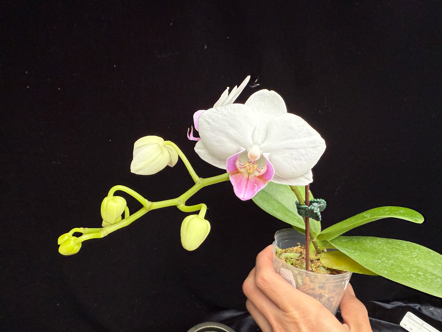 Phalaenopsis Sogo Vivien 'Blue' x SWR Stuart 250214-25-1 Flowering