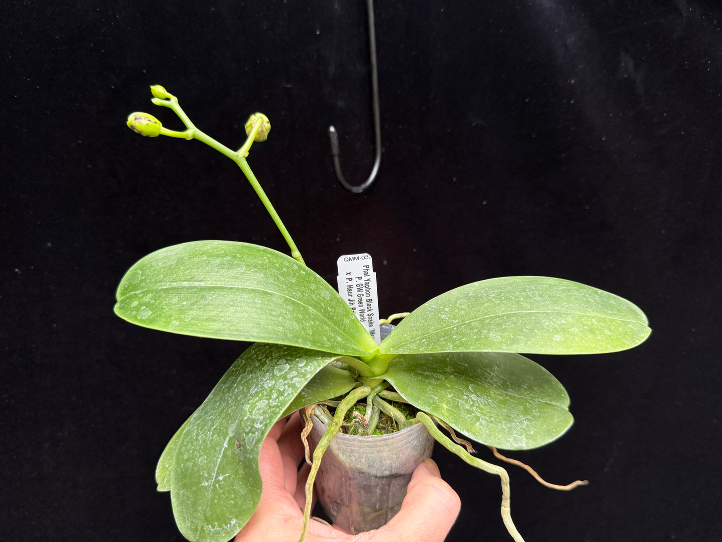 Phalaenopsis Yaphon Black Snake 'Mainshow #3' 250214 Budding