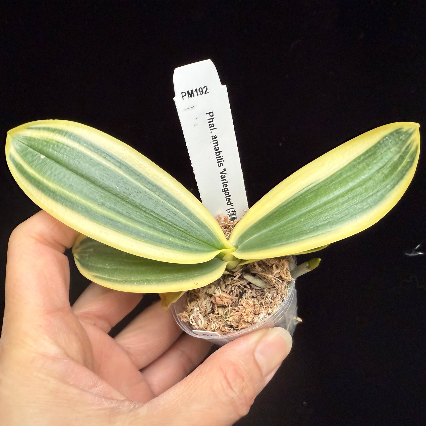 Phalaenopsis aphrodite subsp formosana 'Variegated' leaves