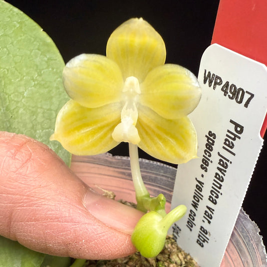 Phalaenopsis javanica v. alba 250214 Flowering