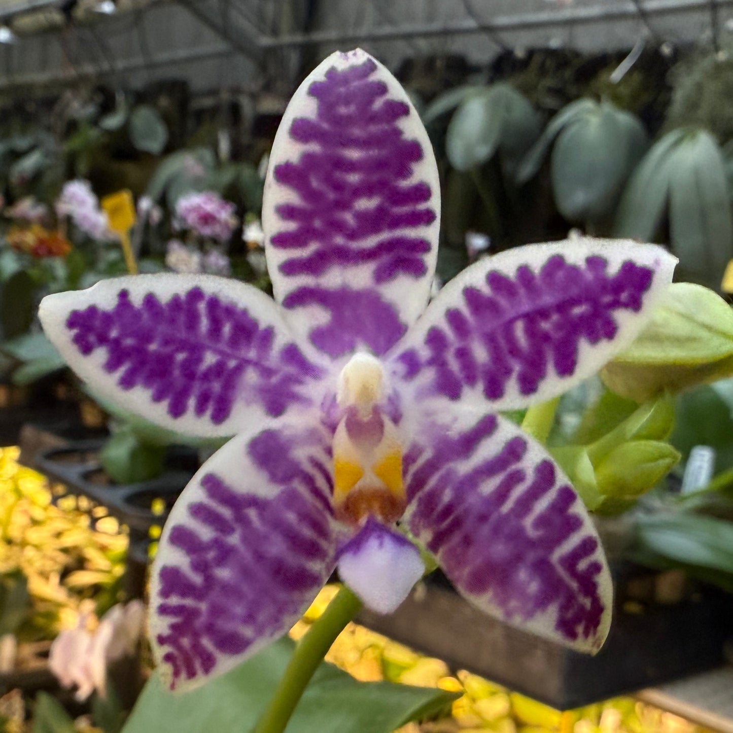 Phalaenopsis (Lioulin Blue Bee X Lioulin Blue Pheasant) 250214 Flowering