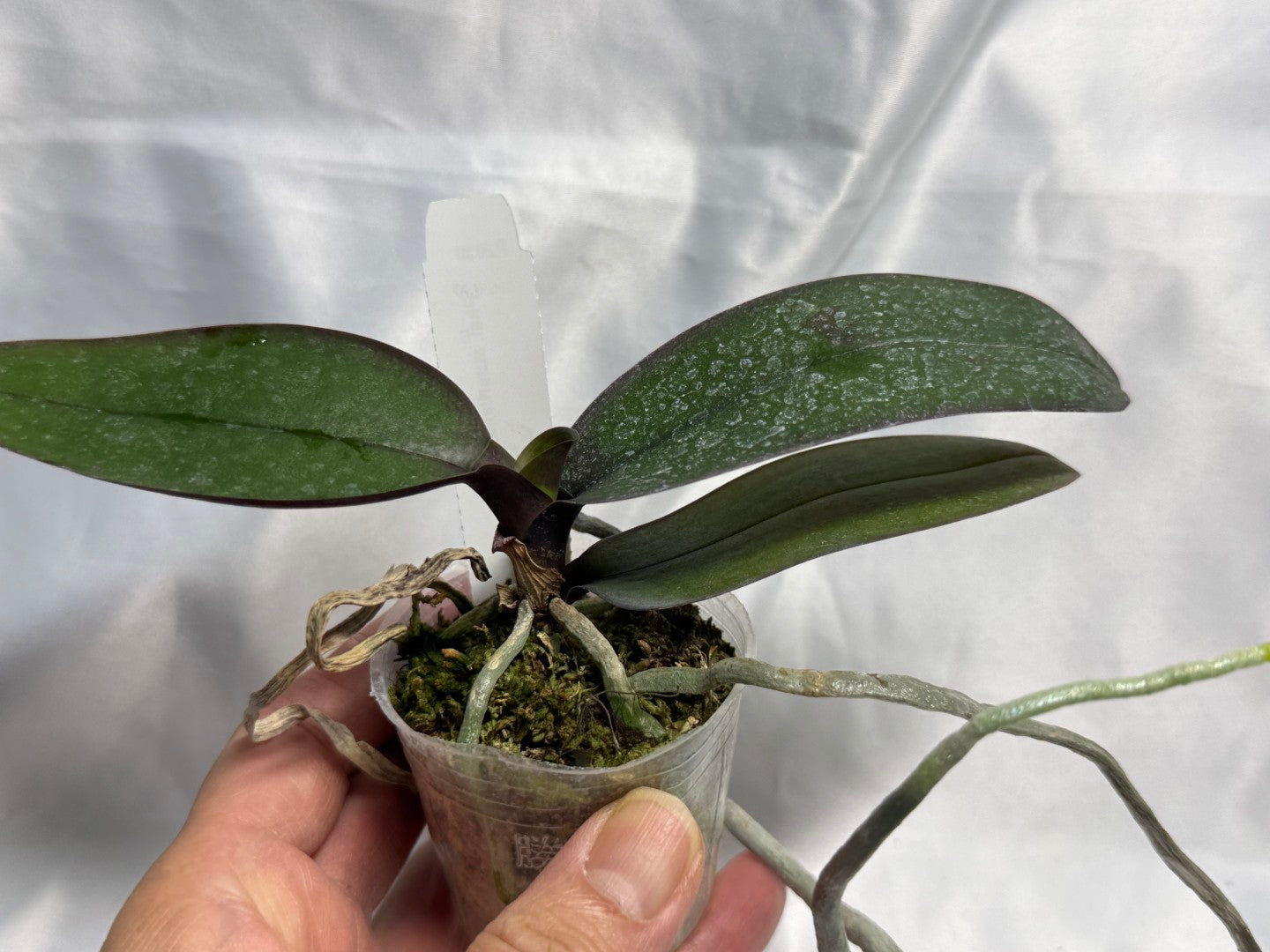 Phalaenopsis stuartiana var nobilis (Yellow Strain) x sib