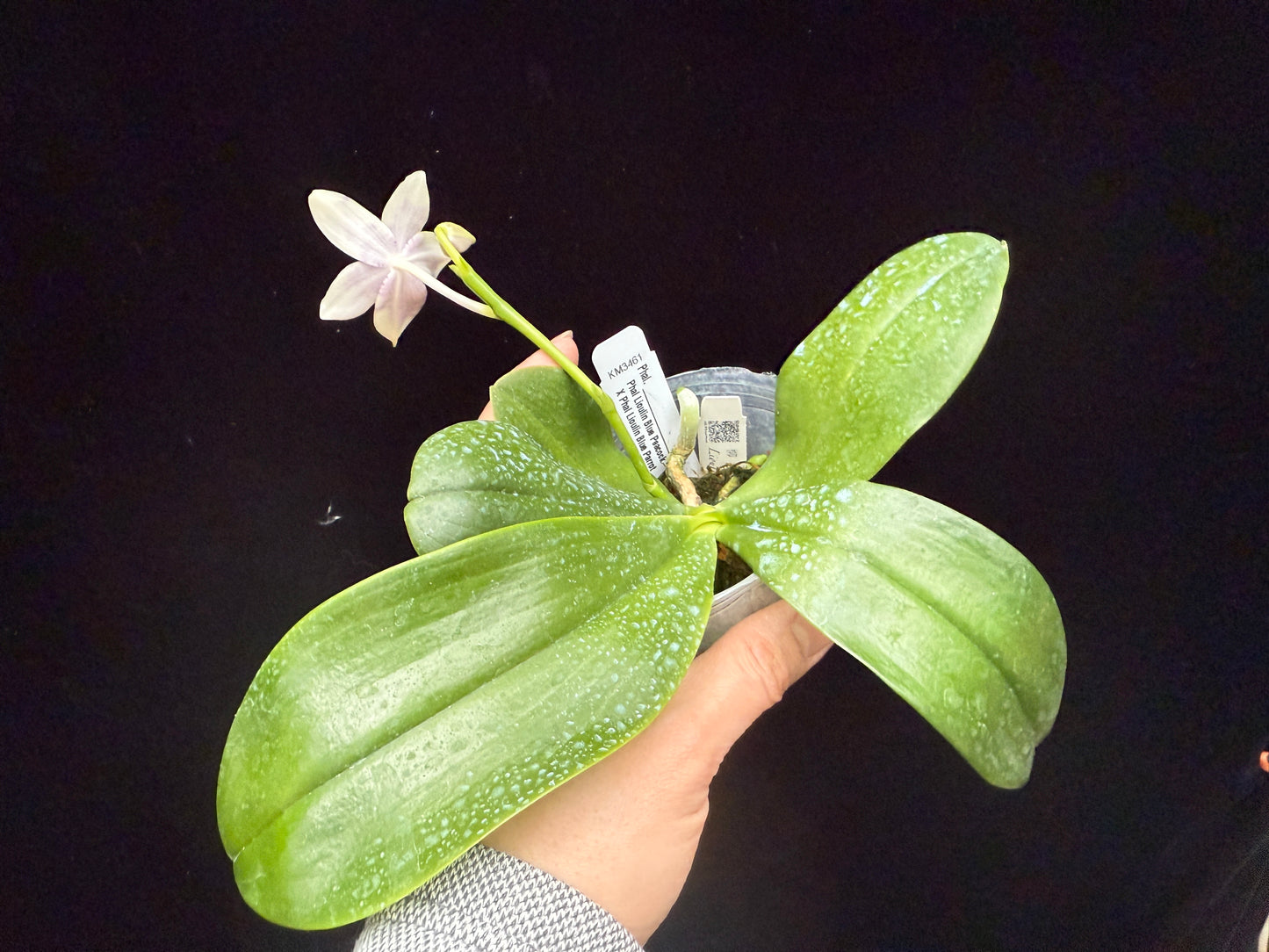 Phalaenopsis LL Blue Wave 250214 Flowering