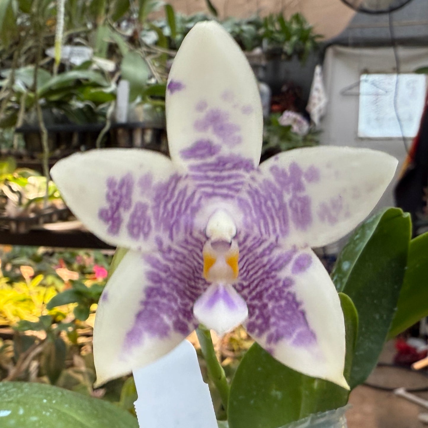 Phalaenopsis LL Blue Wave 250214 Flowering