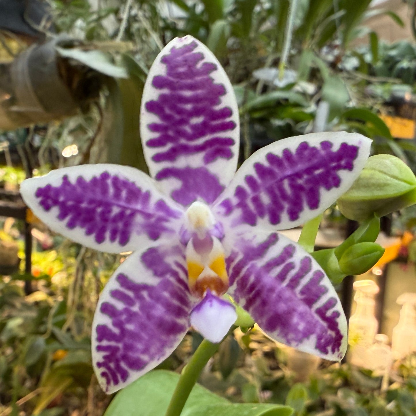 Phalaenopsis (Lioulin Blue Bee X Lioulin Blue Pheasant) 250214 Flowering