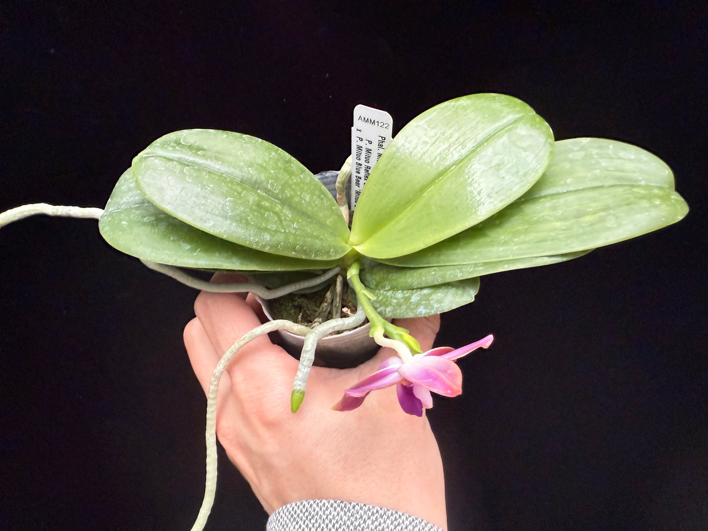 Phalaenopsis Mituo Blue Sphinx 250214 Flowering