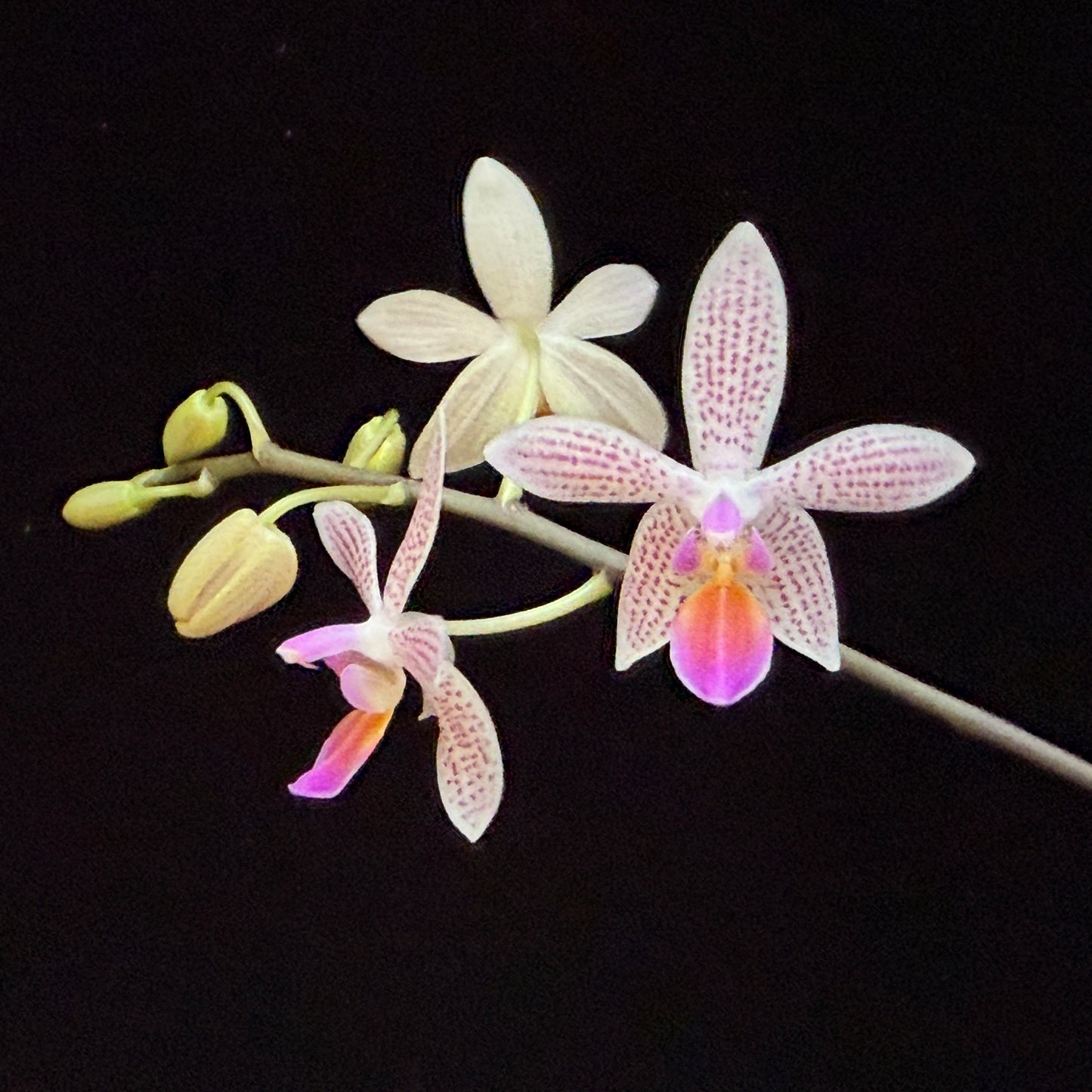 Phalaenopsis Li'l Bit 250214 Flowering Seed Grown