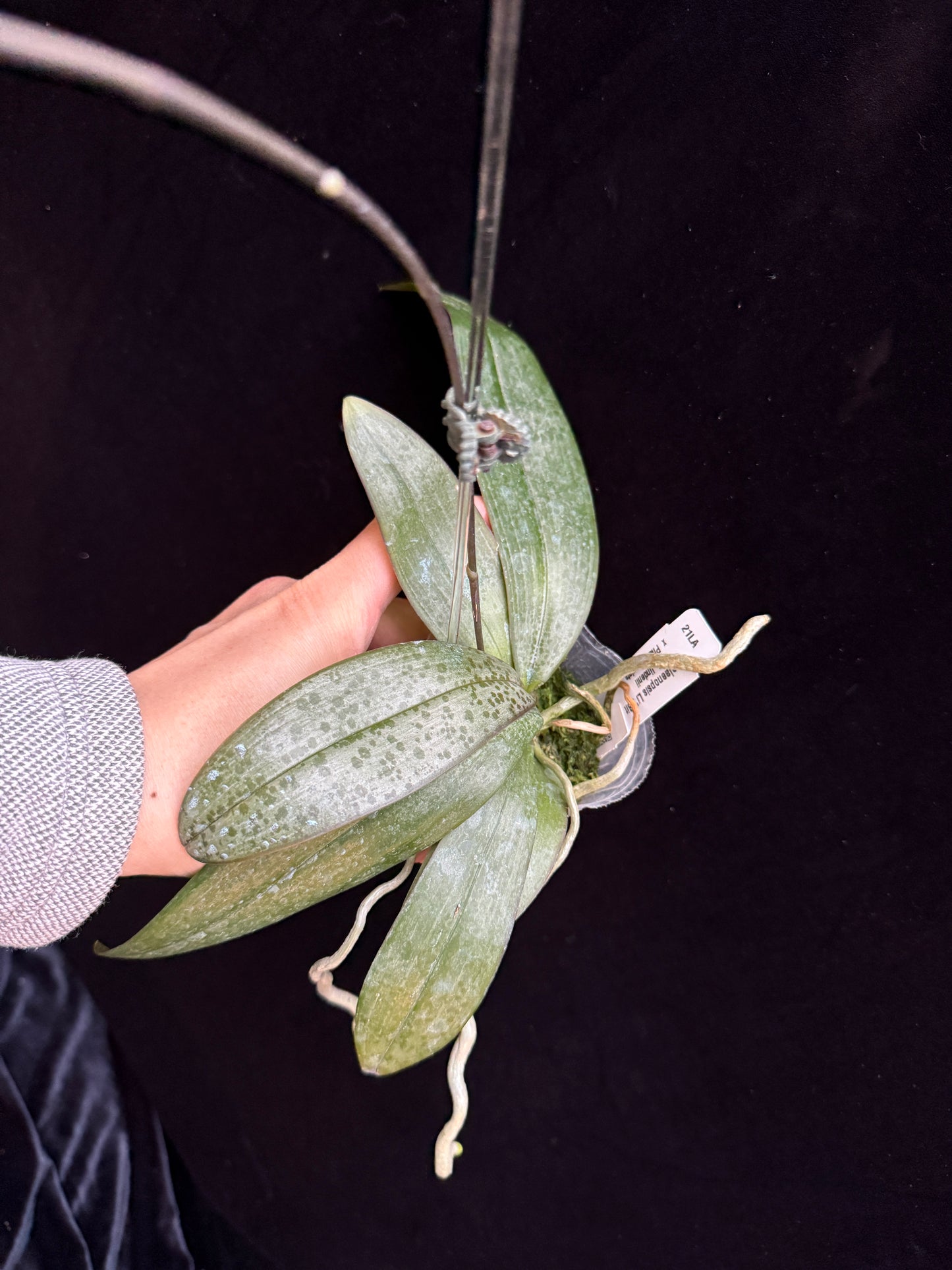 Phalaenopsis Li'l Bit 250214 Flowering Seed Grown