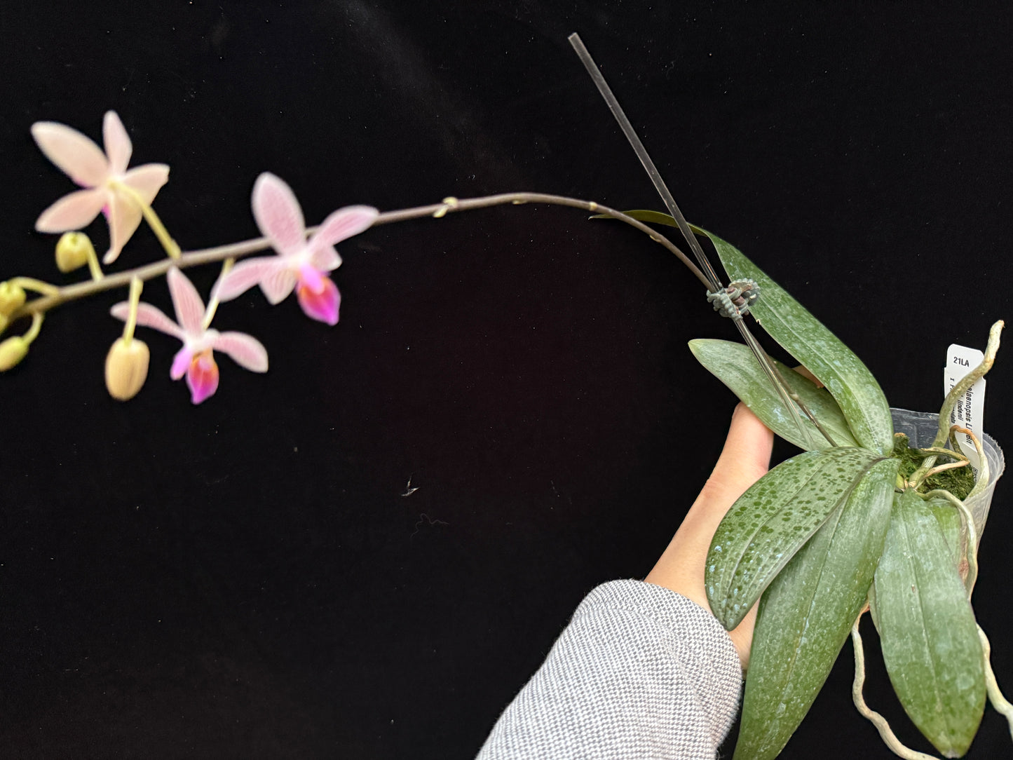 Phalaenopsis Li'l Bit 250214 Flowering Seed Grown