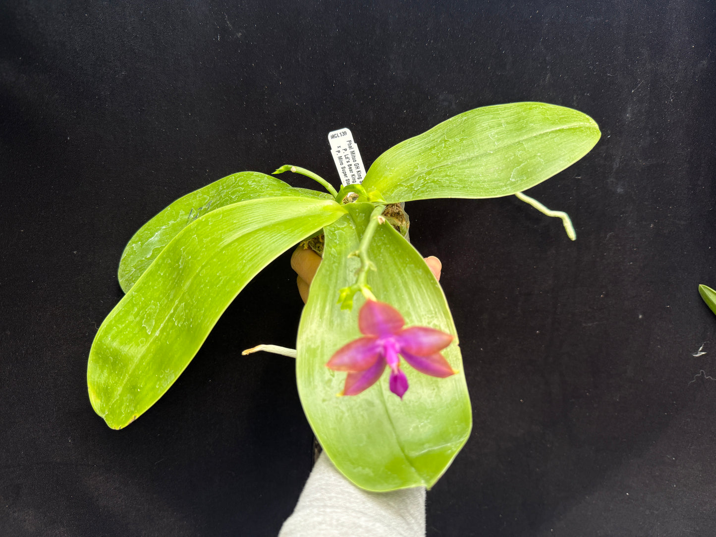 Phalaenopsis Mituo GH King Star 'UV Rays' Spiking Flowering