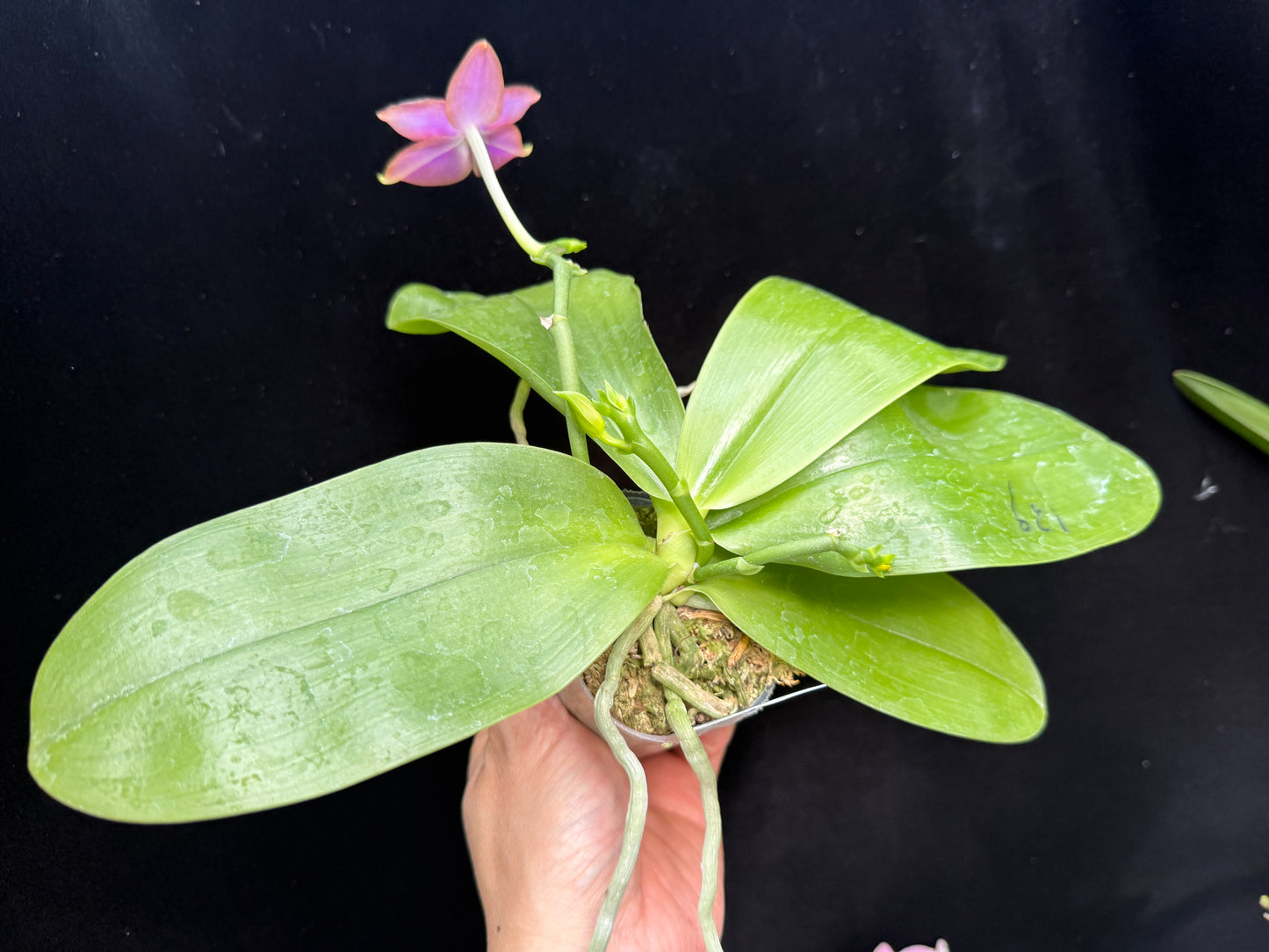 Phalaenopsis Mituo GH King Star 'UV Rays' Spiking Flowering