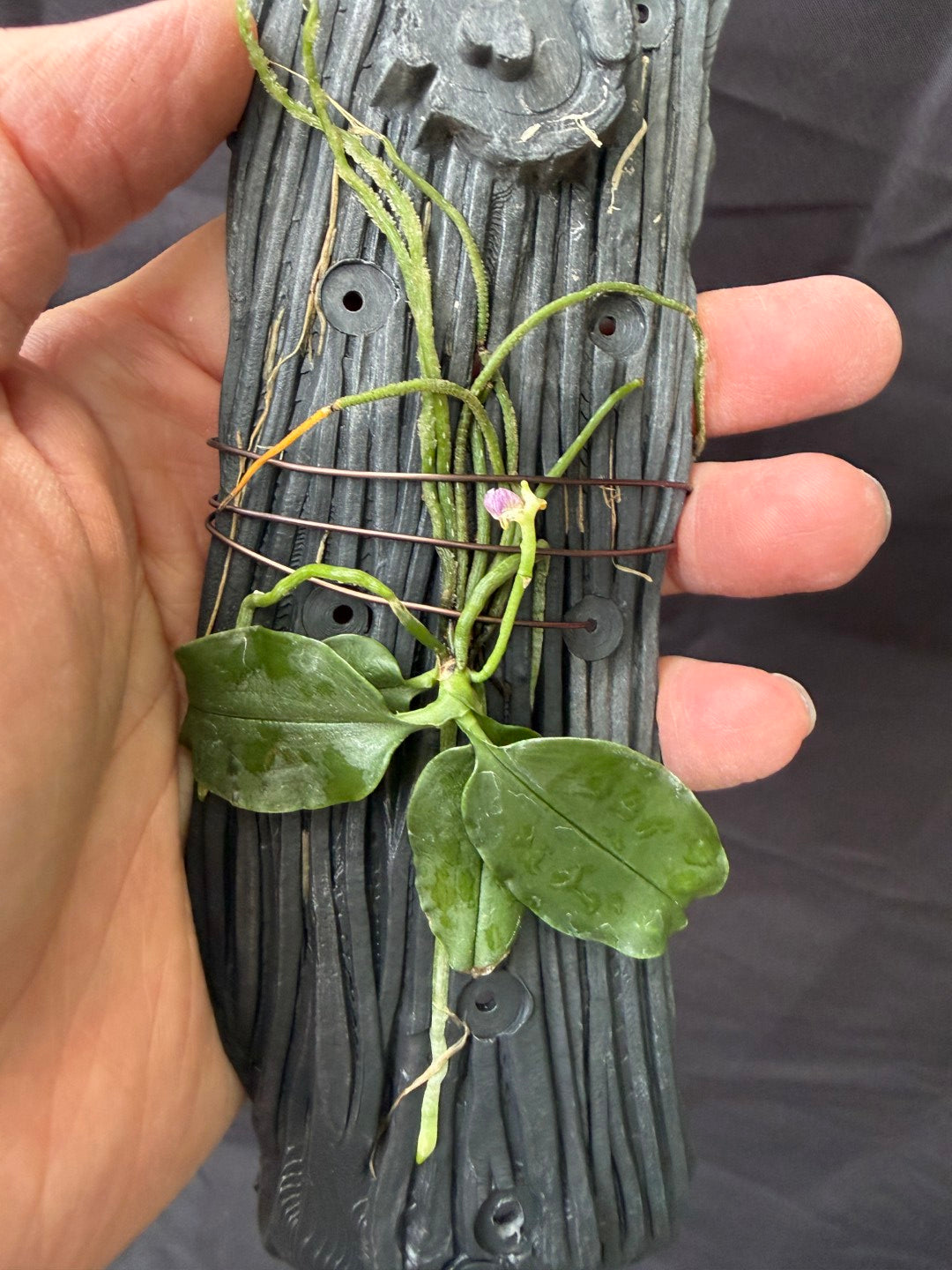 Phalaenopsis appendiculata - Seed Grown