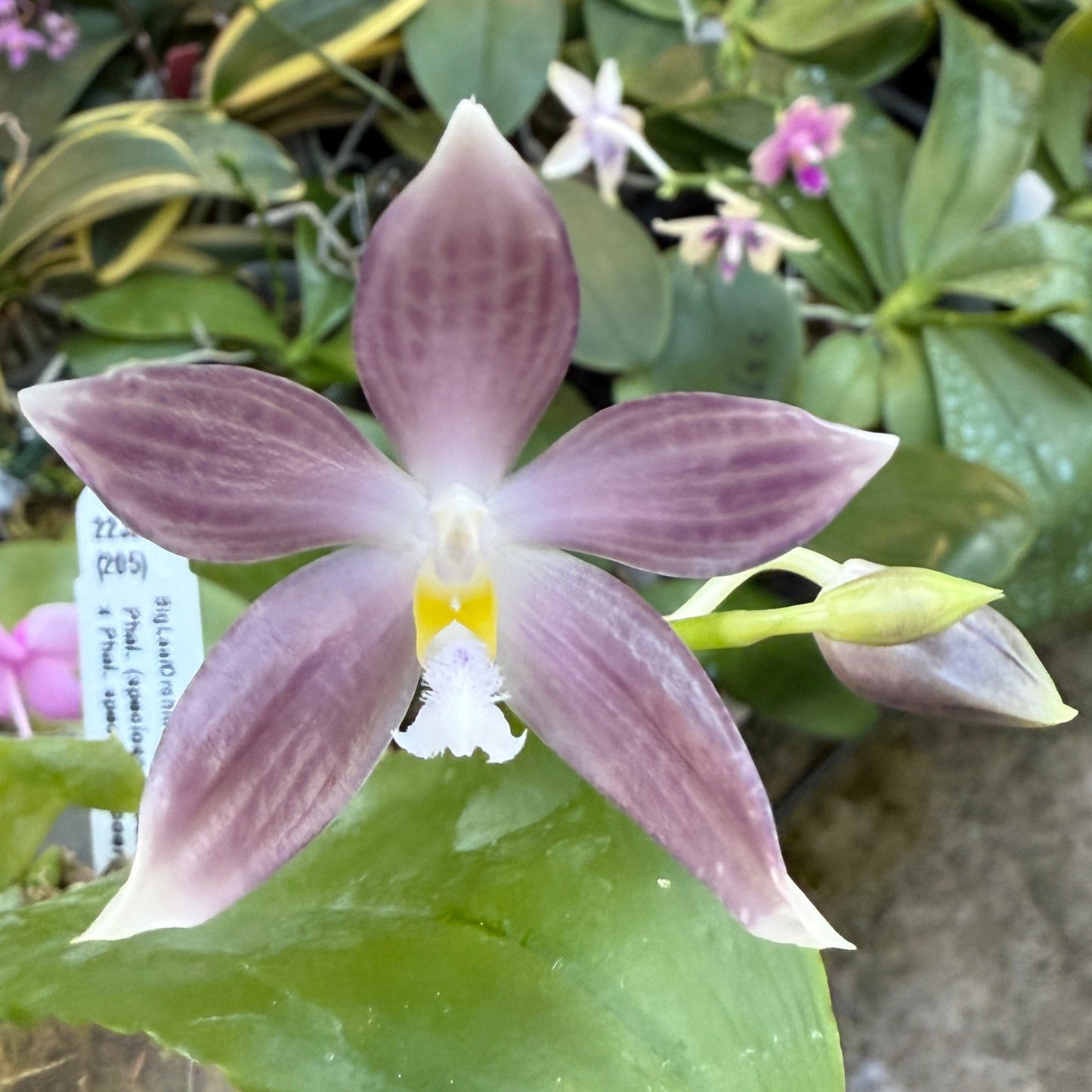 Phalaenopsis (speciosa x pulchra) x speciosa 250223 Seed Grown Flowering 2 spikes