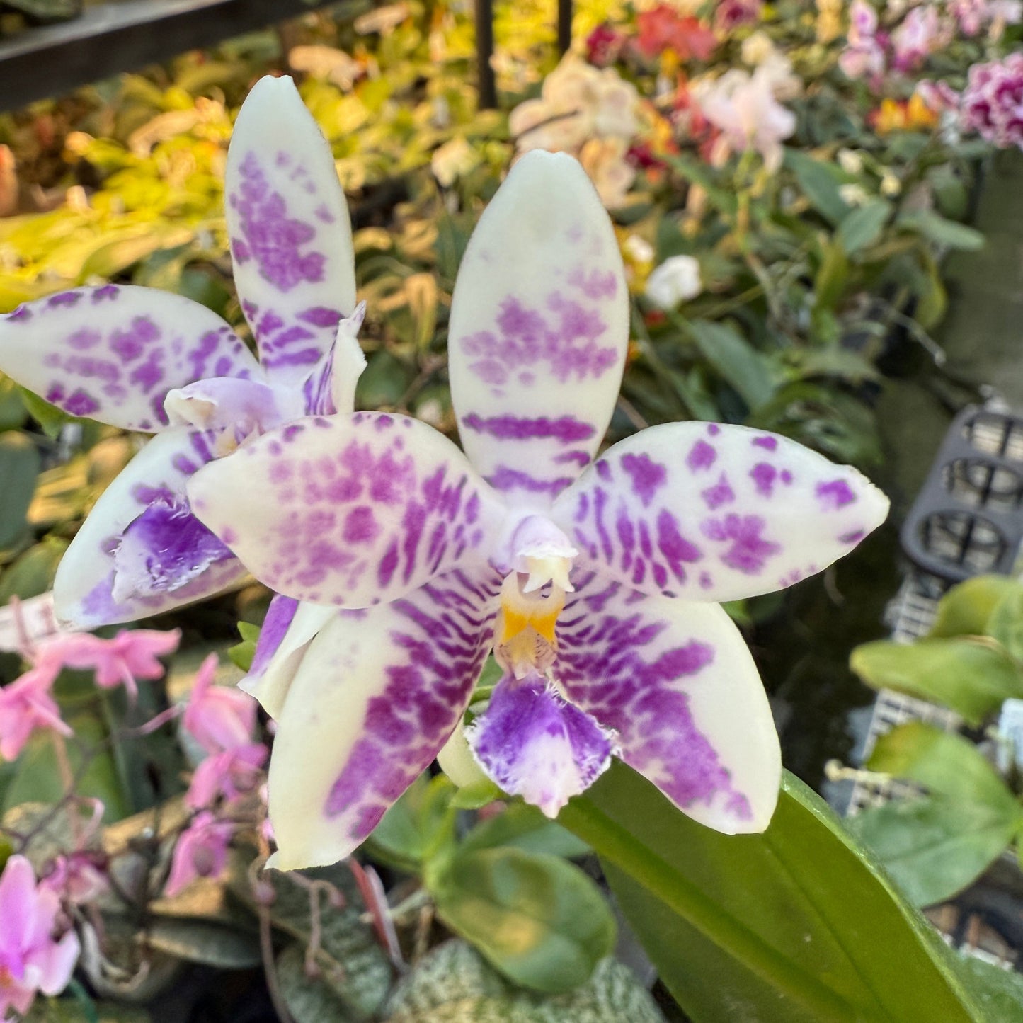 Phalaenopsis LL Blue Wave 250223 Flowering Seed Grown