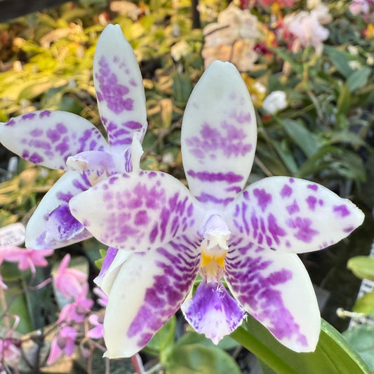 Phalaenopsis LL Blue Wave 250223 Flowering Seed Grown