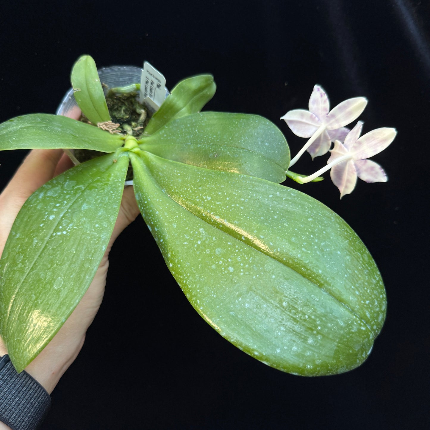 Phalaenopsis LL Blue Wave 250223 Flowering Seed Grown