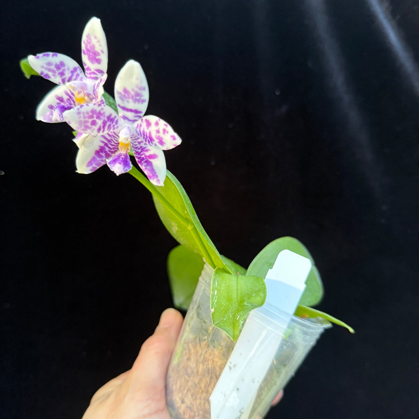 Phalaenopsis LL Blue Wave 250223 Flowering Seed Grown