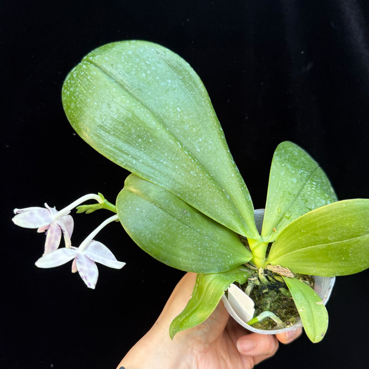 Phalaenopsis LL Blue Wave 250223 Flowering Seed Grown