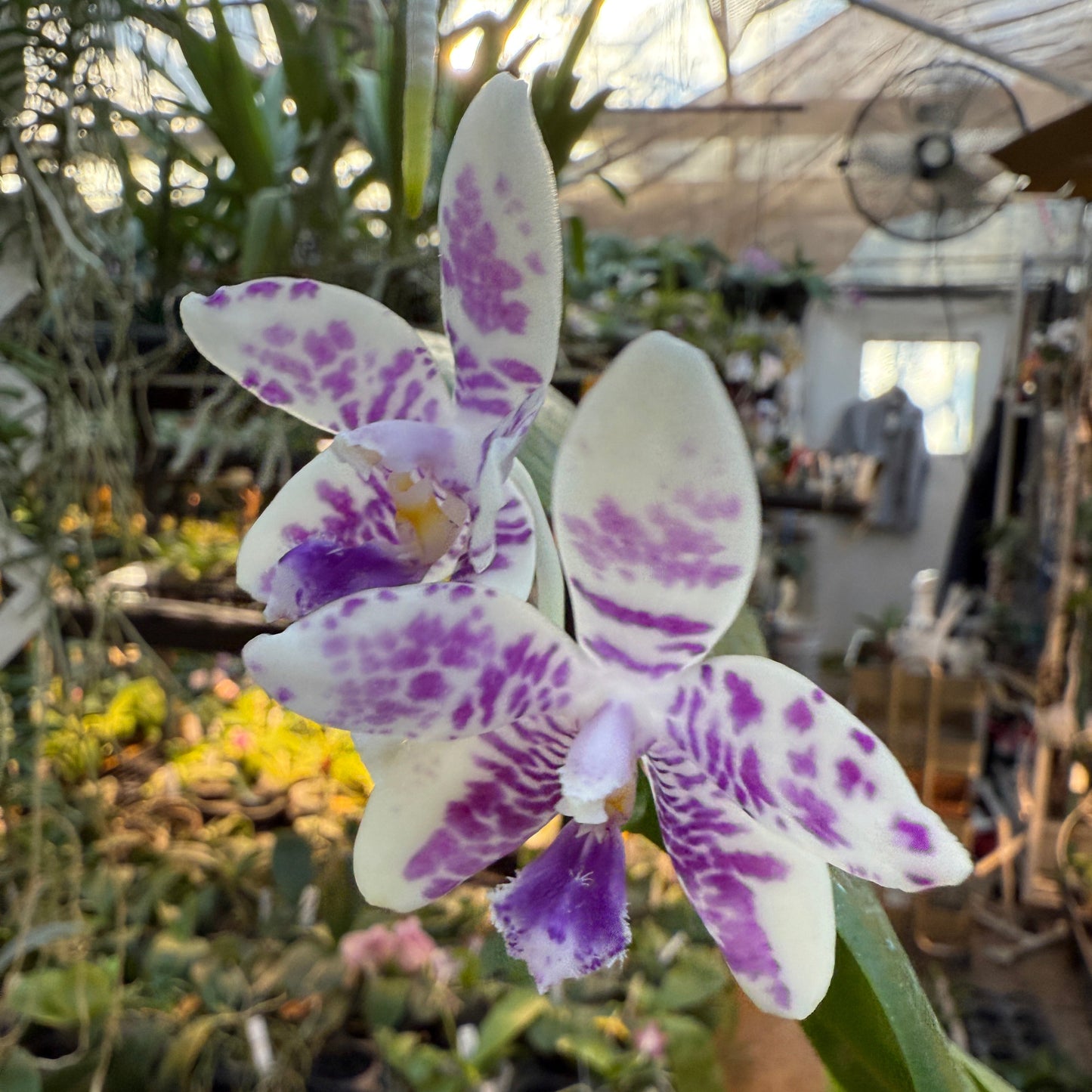 Phalaenopsis LL Blue Wave 250223 Flowering Seed Grown