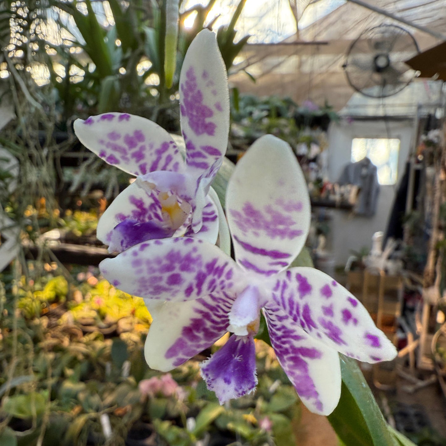 Phalaenopsis LL Blue Wave 250223 Flowering Seed Grown