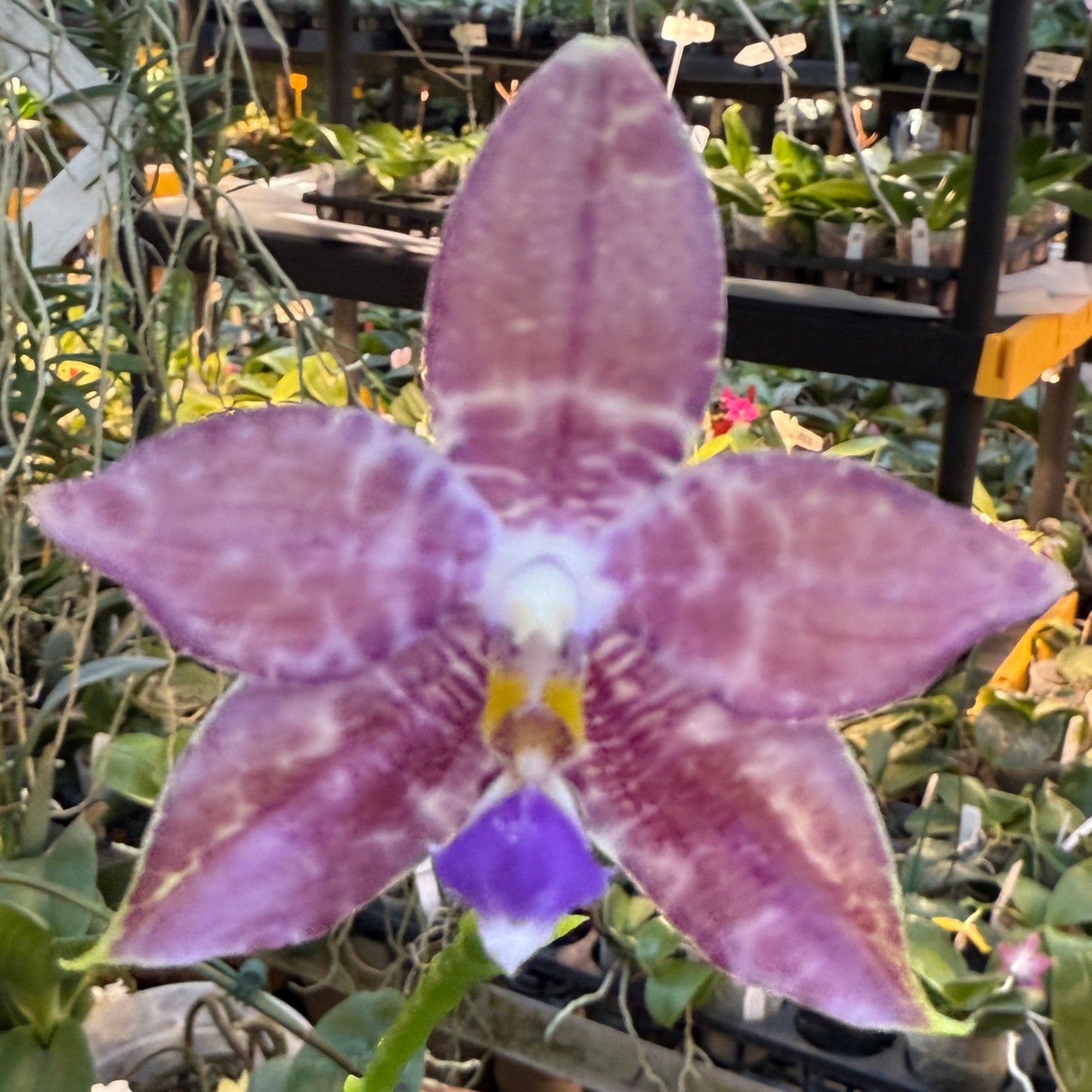 Phalaenopsis LL Blue Robin 250223 Seed Grown Flowering