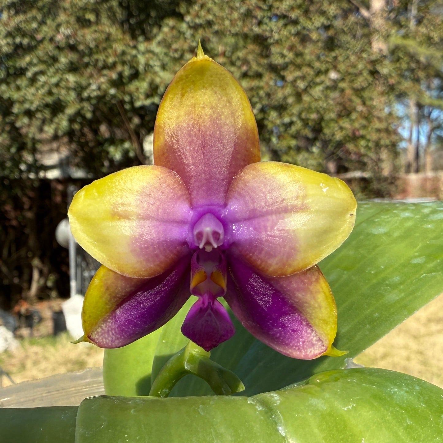 Phalaenopsis Smiley Bluebird x Mituo Princess 250227 Flowering Seed Grown