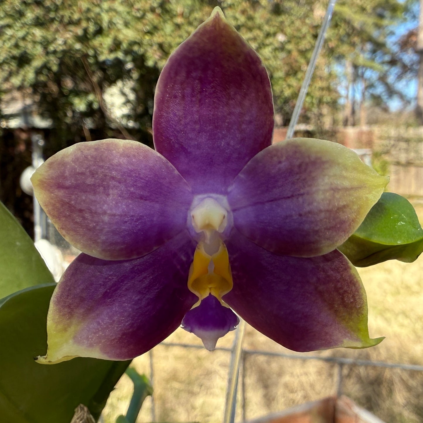 Phalaenopsis Mituo Purple Dragon 'Blue Penguin' 250227 Flowering 2 spikes