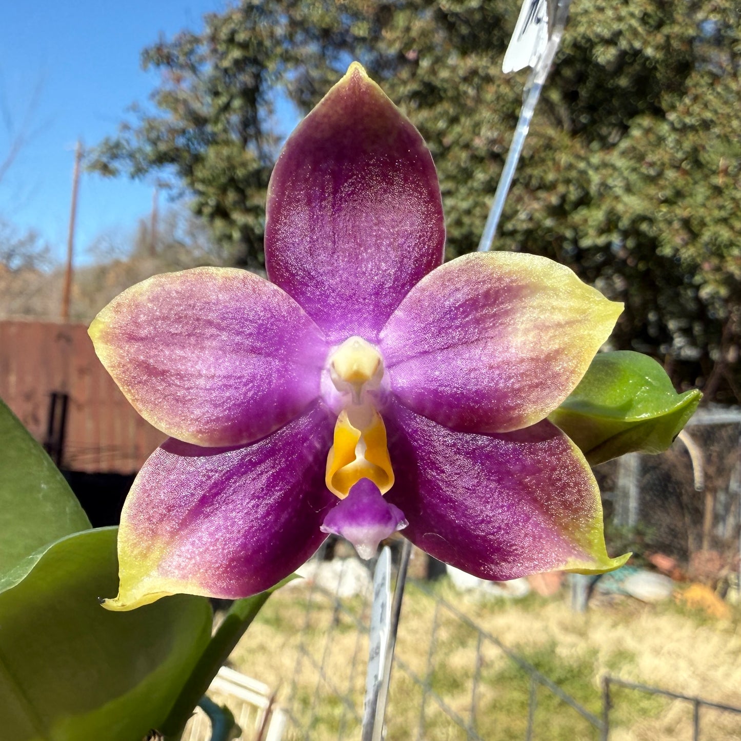 Phalaenopsis Mituo Purple Dragon 'Blue Penguin' 250227 Flowering 2 spikes