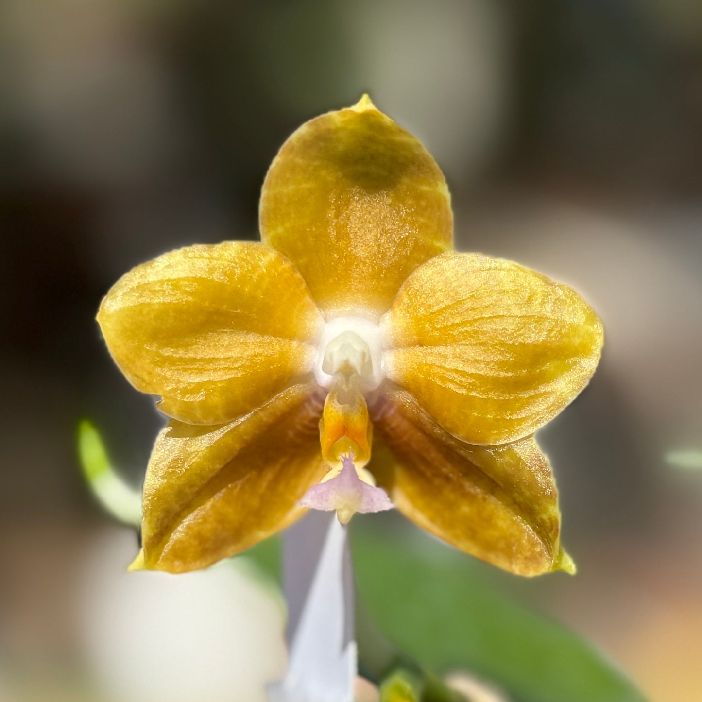 Phalaenopsis Yaphon Golden Canary 25-1 Flowering