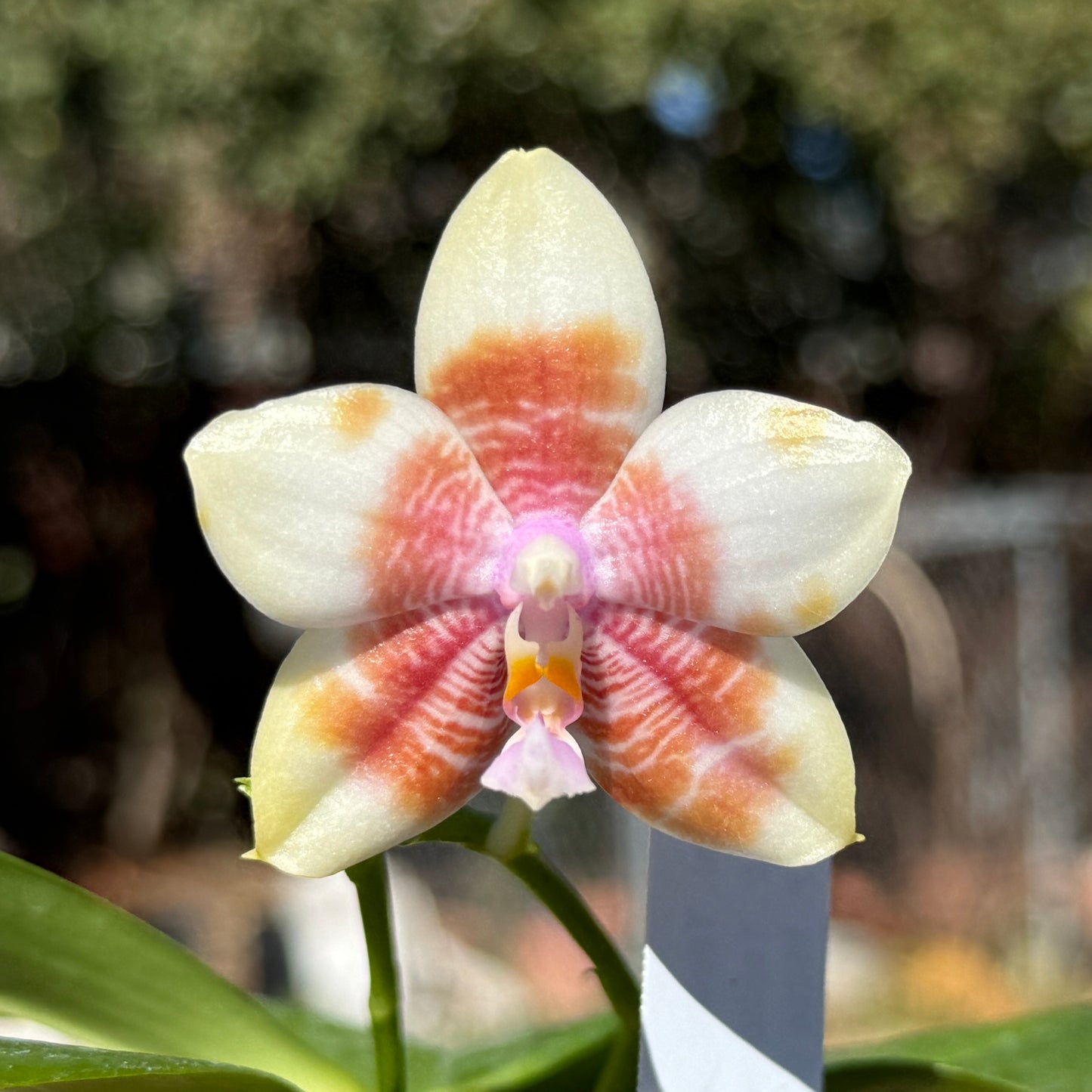 Phalaenopsis Yaphon Golden Canary 25-2 Flowering 2 spikes