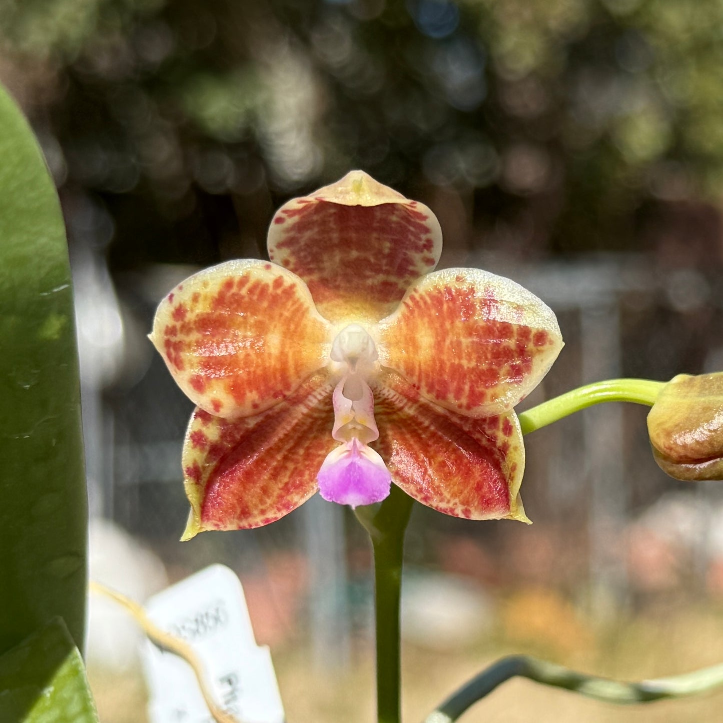 Phalaenopsis LD Java Mallard Duck 250227 Flowering