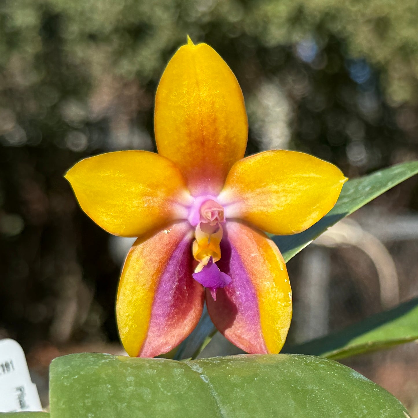 Phalaenopsis Mituo GH King Star 'Yellow Purple Fire' 250227 Flowering