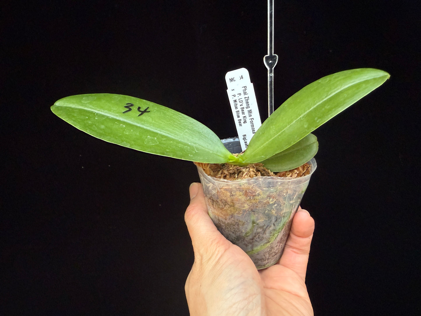 Phalaenopsis Zheng Min Formosa '370-2'