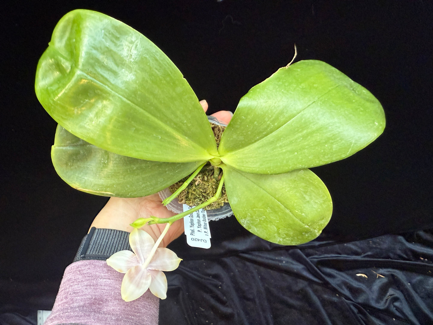 Phalaenopsis Yaphon Golden Canary 25-2 Flowering 2 spikes