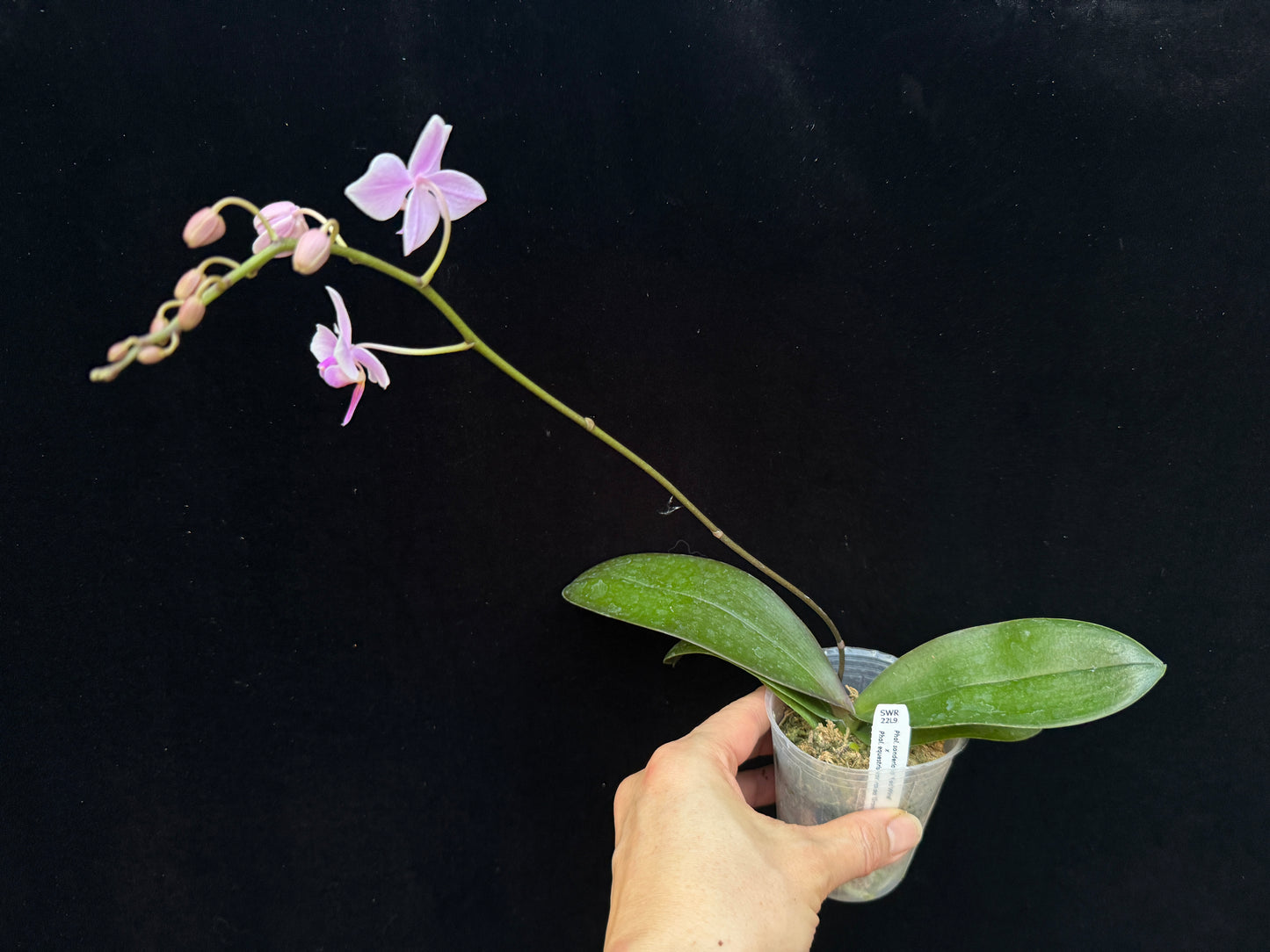 Phalaenopsis Hebe (sanderiana x equestris) 250227 Flowering - Seed Grown