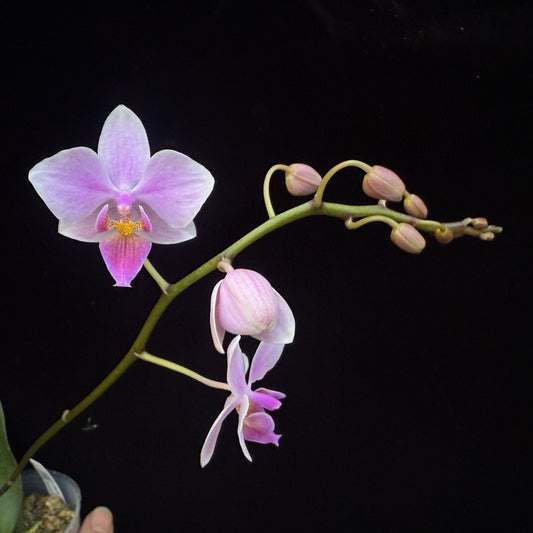 Phalaenopsis Hebe (sanderiana x equestris) 250227 Flowering - Seed Grown