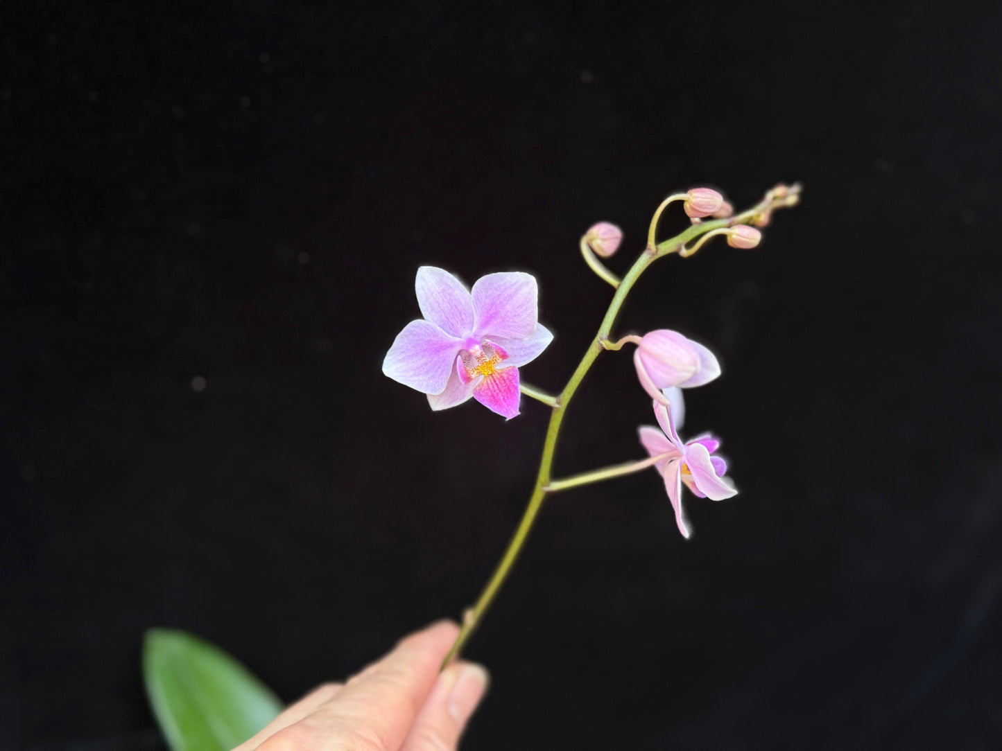 Phalaenopsis Hebe (sanderiana x equestris) 250227 Flowering - Seed Grown