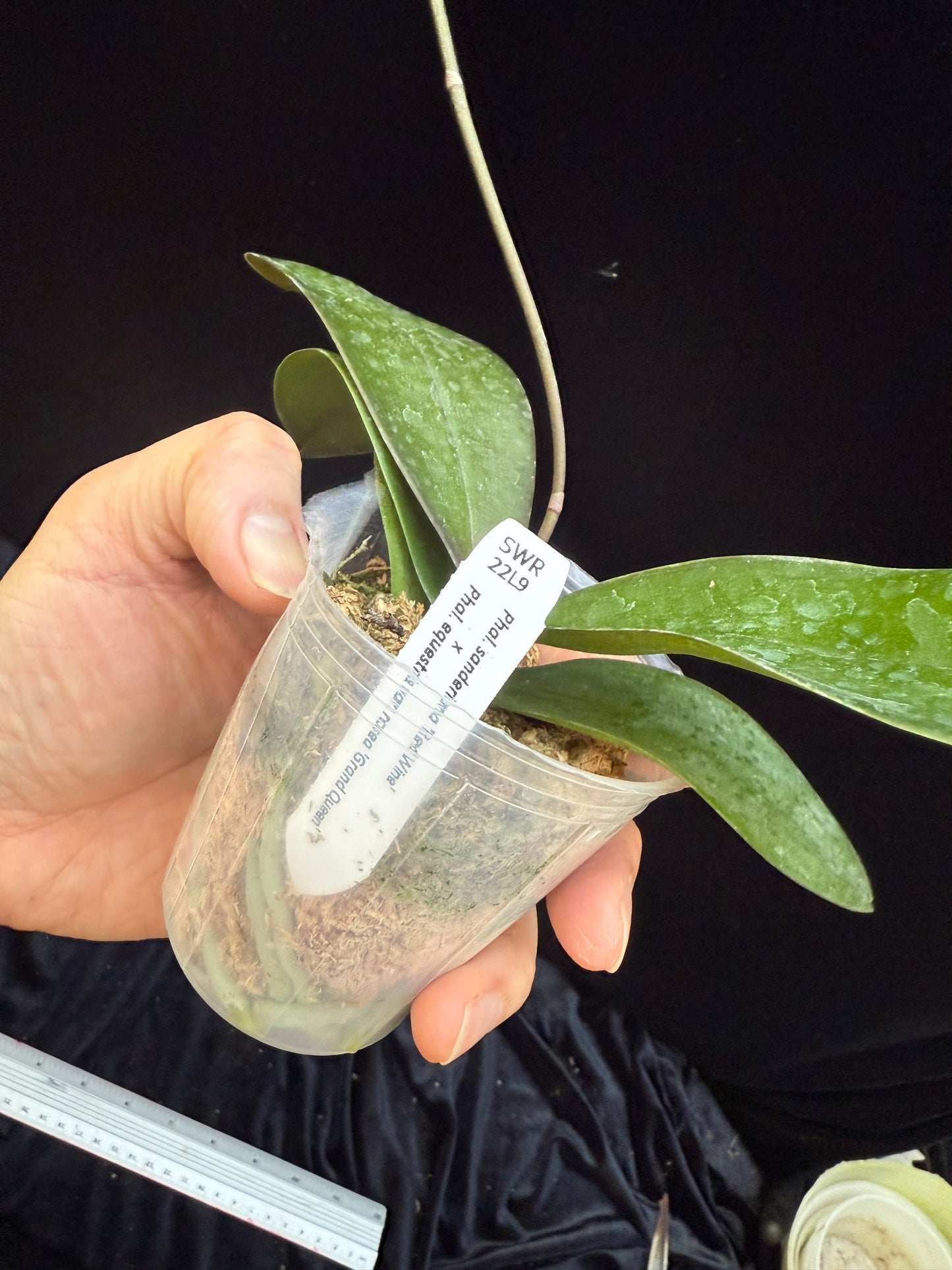 Phalaenopsis Hebe (sanderiana x equestris) 250227 Flowering - Seed Grown