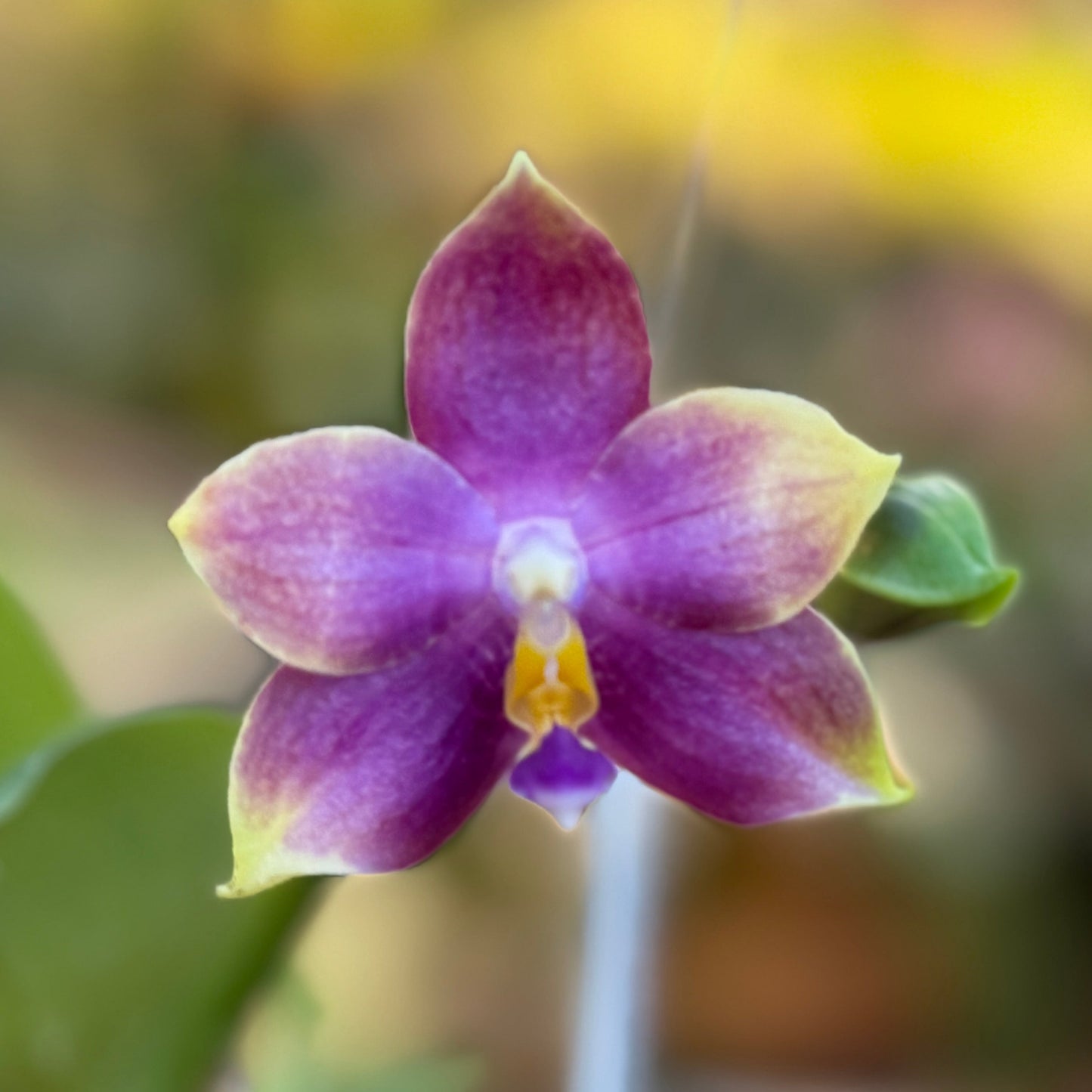 Phalaenopsis Mituo Purple Dragon 'Blue Penguin' 250227 Flowering 2 spikes