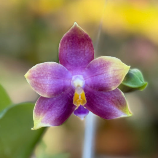 Phalaenopsis Mituo Purple Dragon 'Blue Penguin' 250227 Flowering 2 spikes