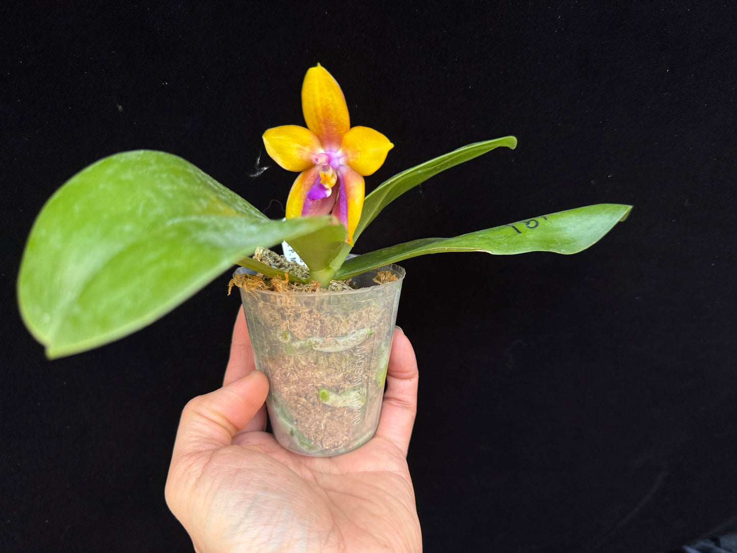 Phalaenopsis Mituo GH King Star 'Yellow Purple Fire' 250227 Flowering