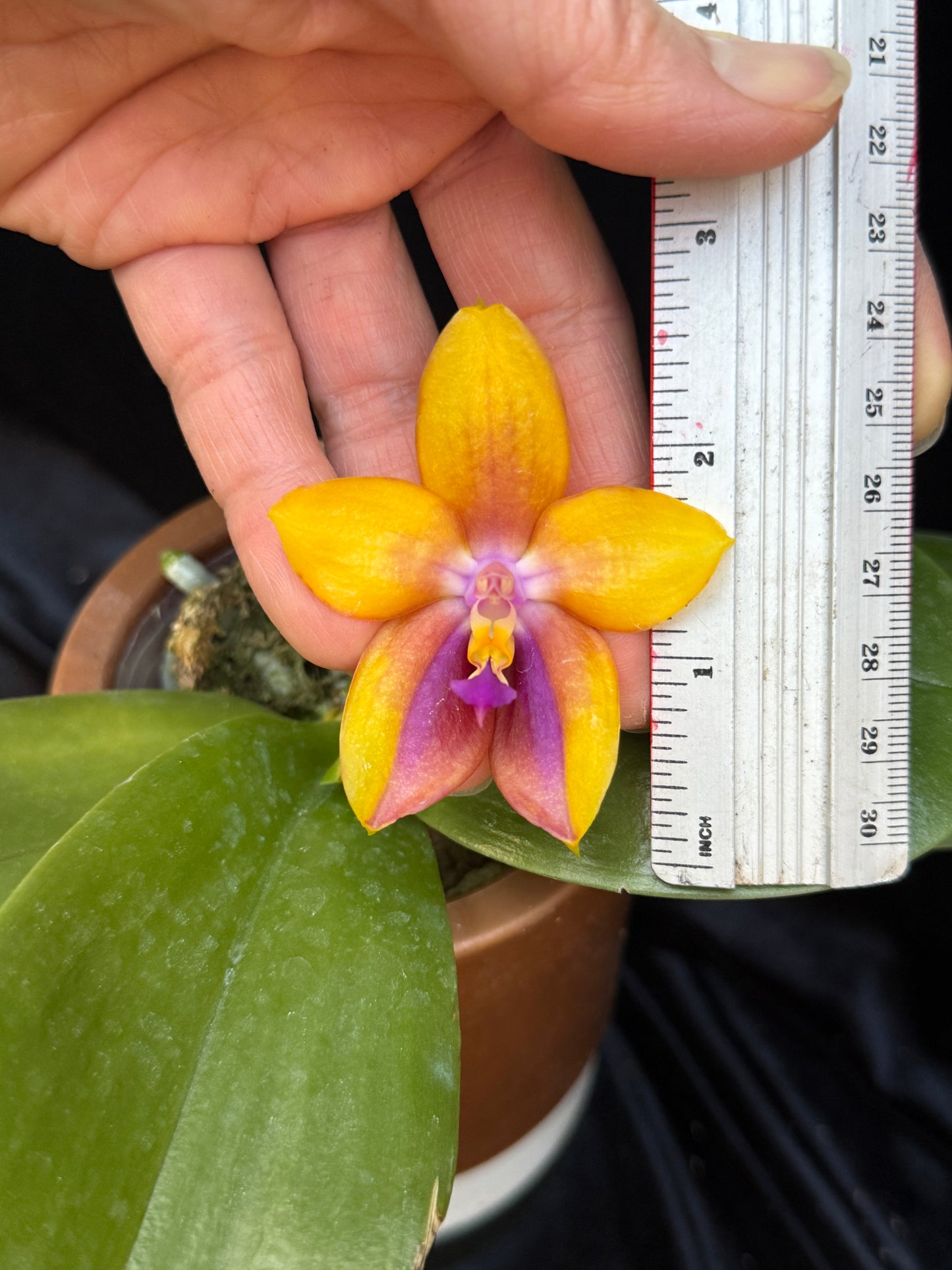 Phalaenopsis Mituo GH King Star 'Yellow Purple Fire' 250227 Flowering