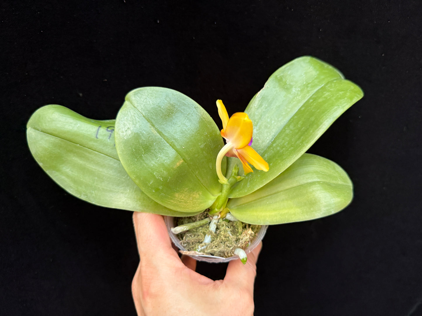 Phalaenopsis Mituo GH King Star 'Yellow Purple Fire' 250227 Flowering