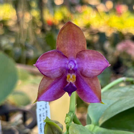 Phalaenopsis Mituo GH King Star 'UV Rays' 250227 Flowering 2 spikes