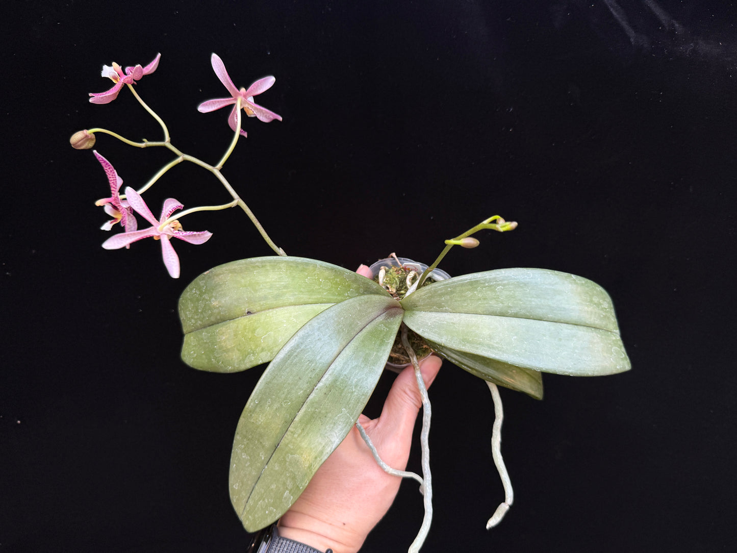 Phalaenopsis Yaphon Pink Lady 250227 Flowering