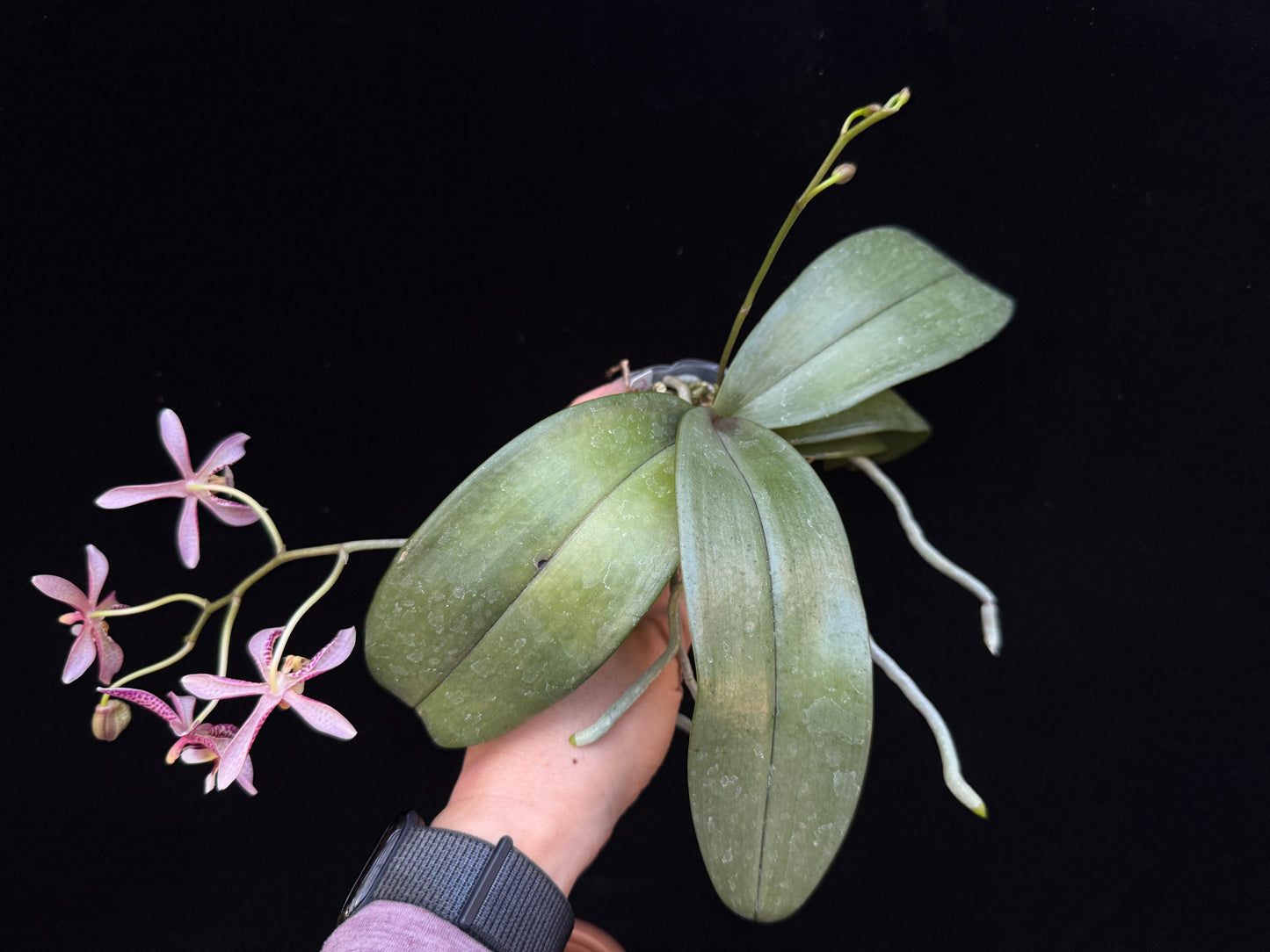 Phalaenopsis Yaphon Pink Lady 250227 Flowering