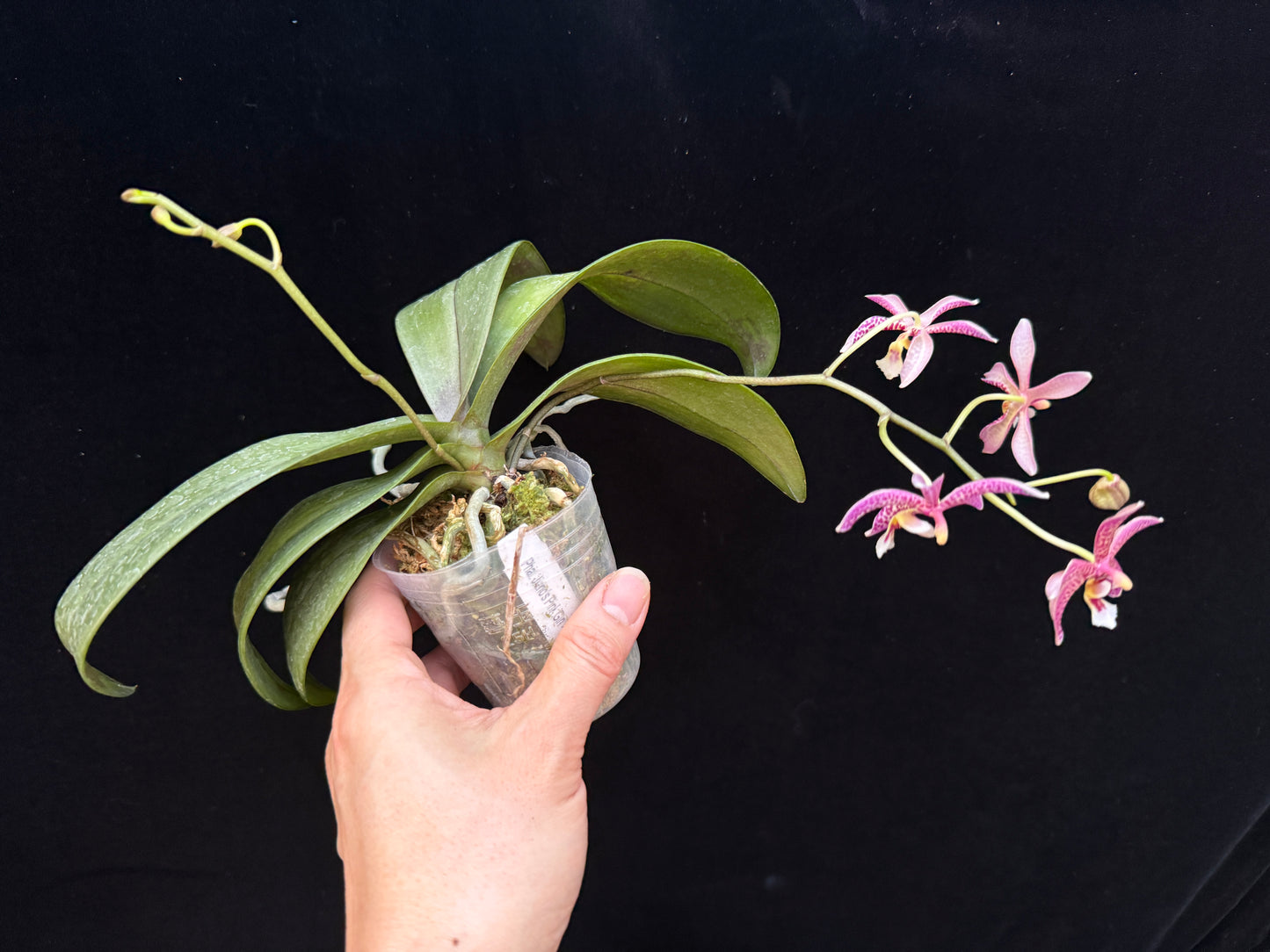 Phalaenopsis Yaphon Pink Lady 250227 Flowering